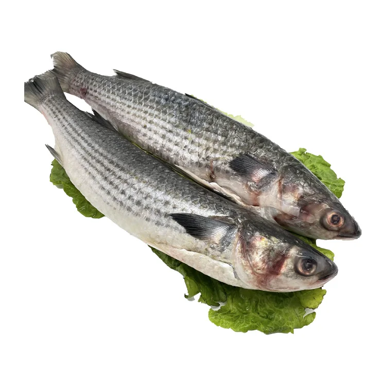 Cheap Price New Season Frozen Mullet Fish Size 1-2kg Grey Mullet for Sale