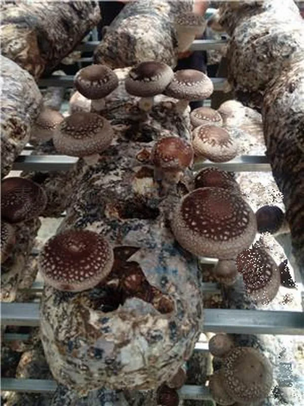 
Shiitake Mushroom Bulk Logs Spawn For Sale 