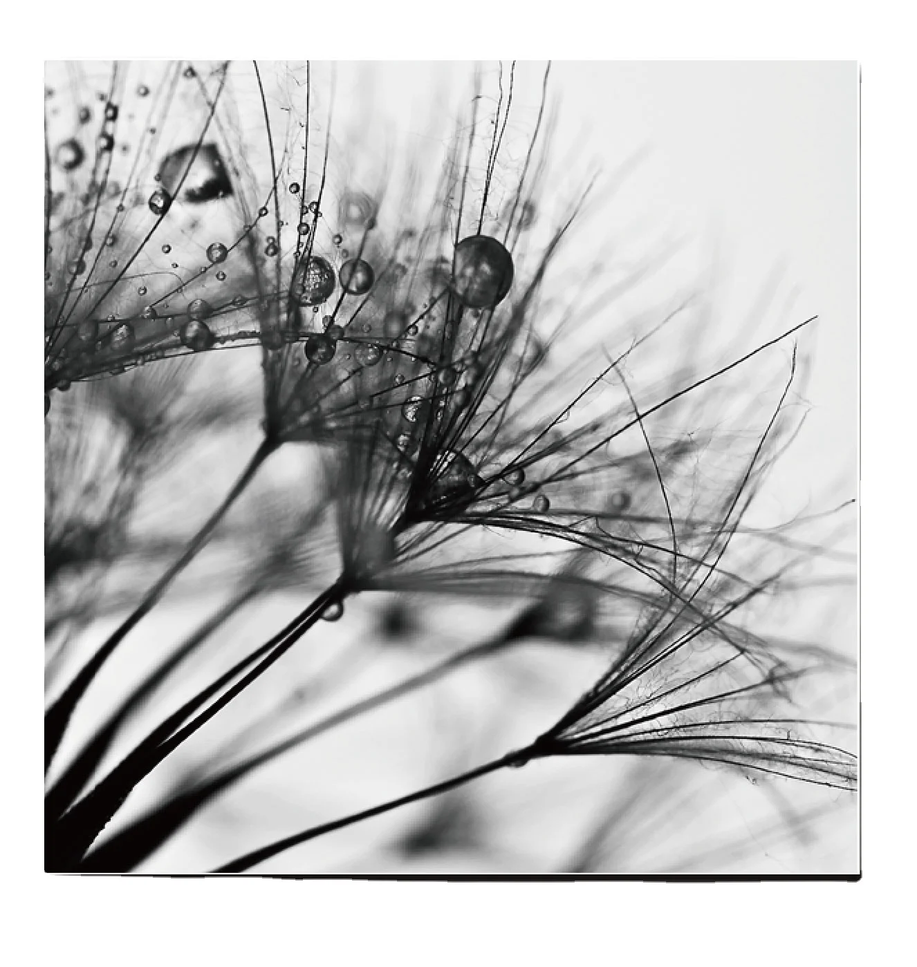 Dandelion Flower Canvas Painting Modern Black White Art Pictures for Home Decoration Living Room Floral Wall Art