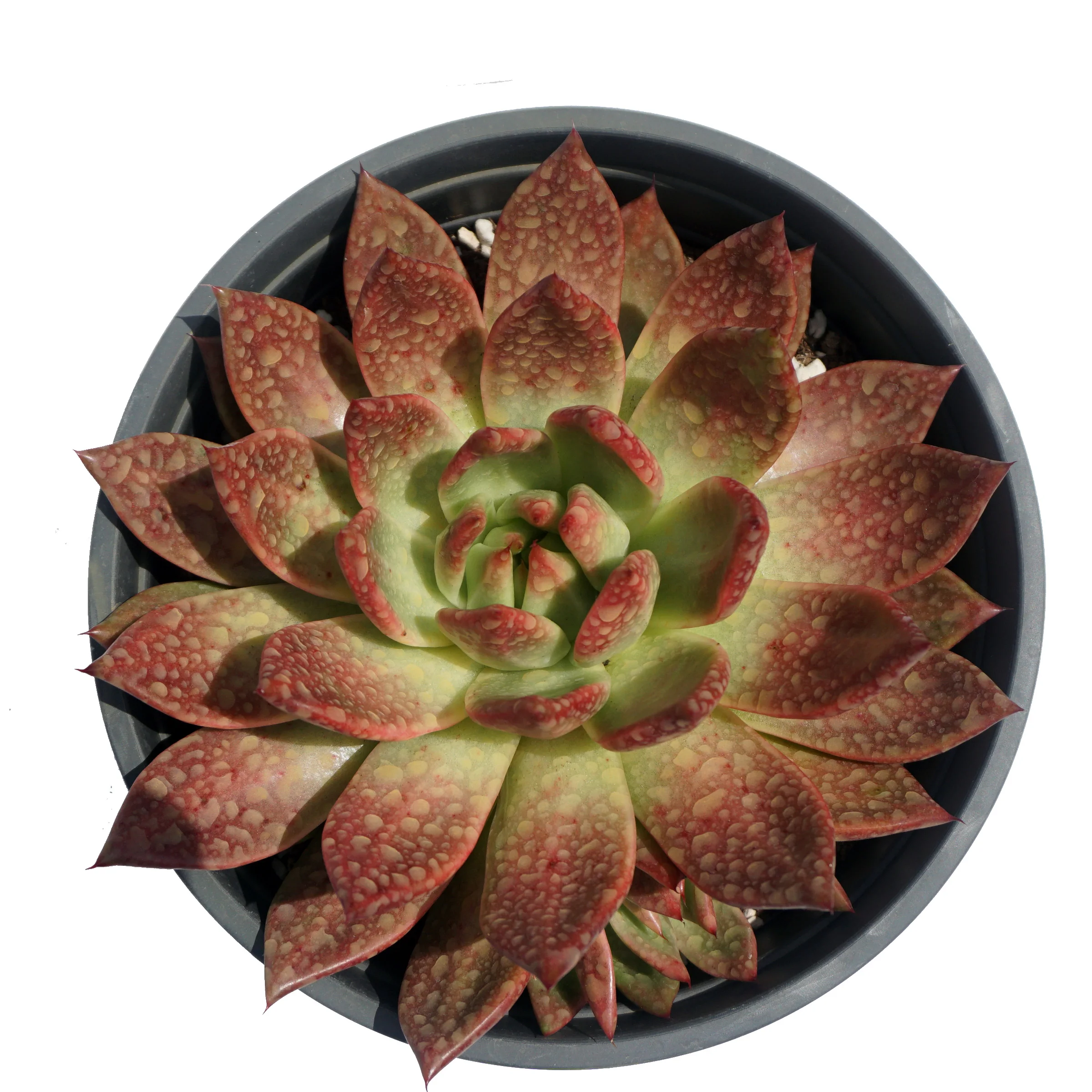 factory direct supply of natural plant ingredients natural plants echeveria succulent plant