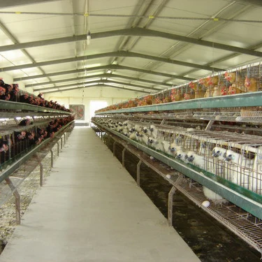 Сельское хозяйство стальная конструкция птицефабрики курица кур-несушек