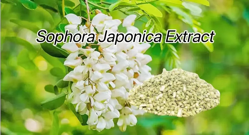 Ciyuan Factory Supply Hot Sale Sophora Japonica Extract Powder 95%~99%