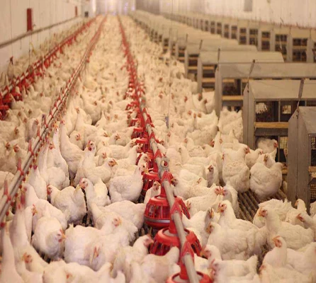 FEED GRADE  Vitamin B6 Pyridoxine Hydrochloride Nutrition Enhancers FEED ADDITIVES CAS NO.65-23-6