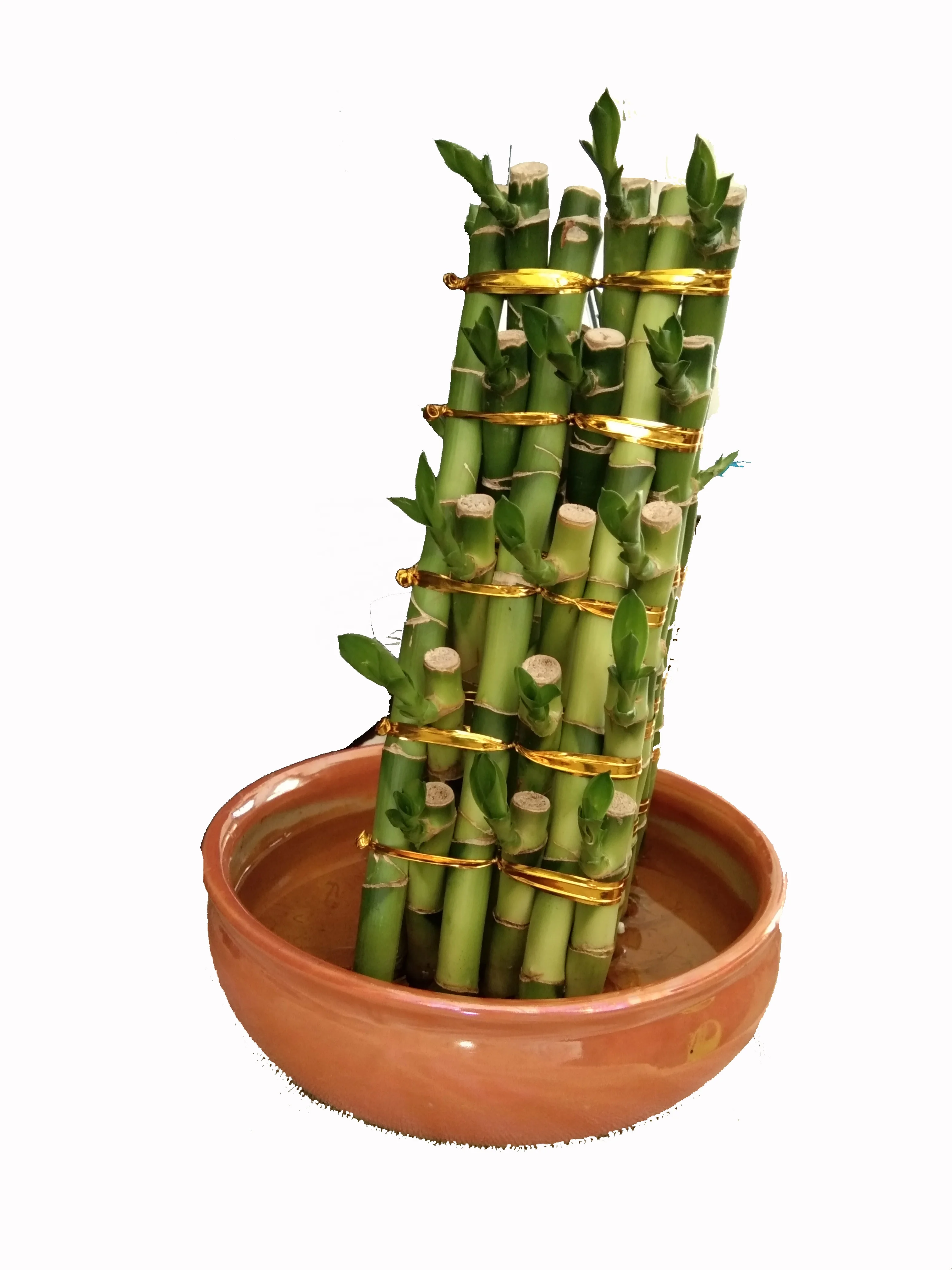 
Zhanjiang Indoor pyramid Bamboo Factory Lucky Bamboo pyramid Green Spiral lucky bamboo dracaena sanderiana 