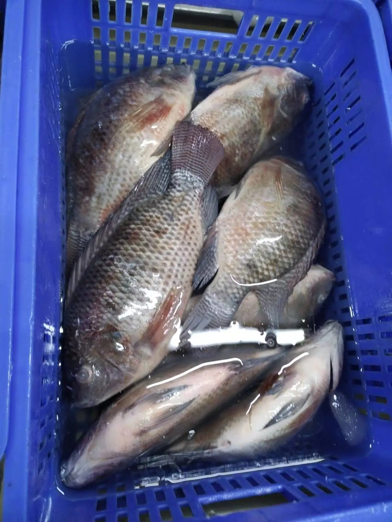 Tilapia Tilapia China Farming Fish Black Tilapia Frozen from China