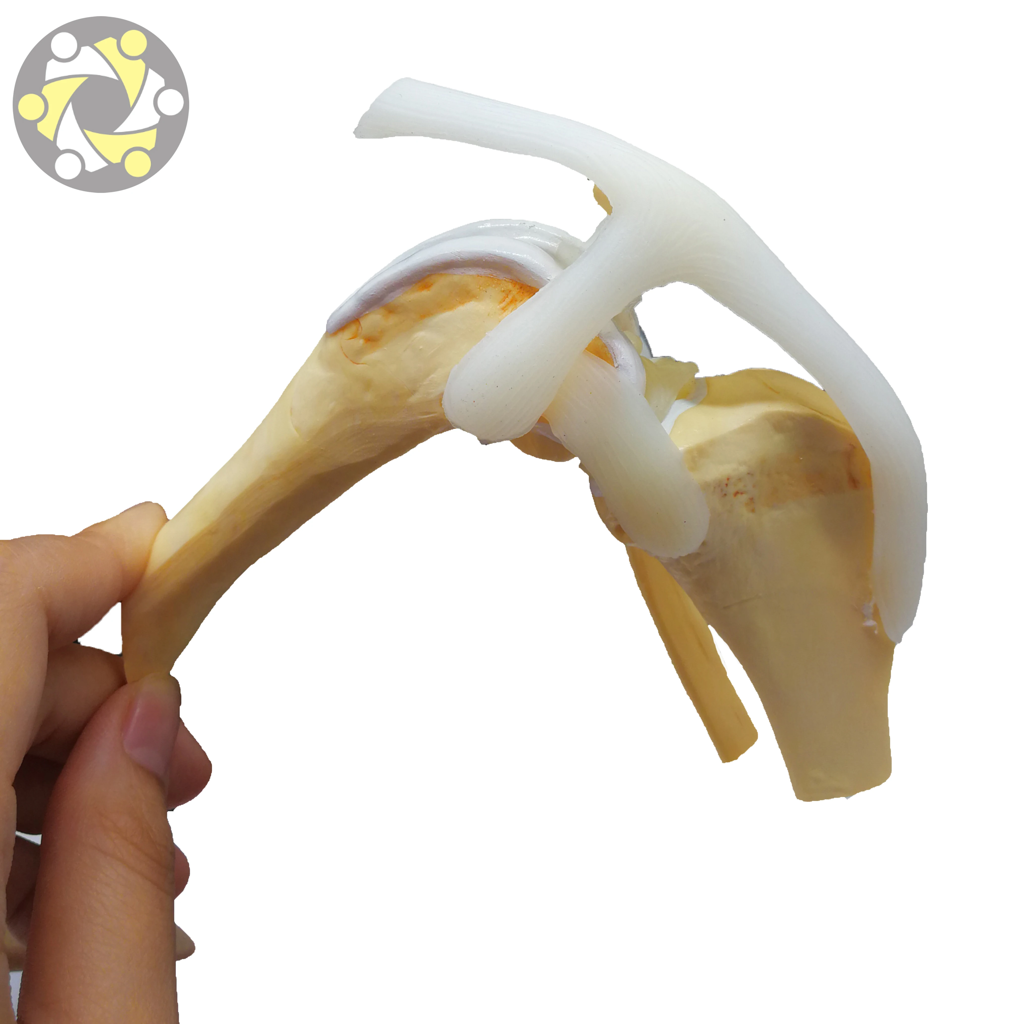 Biological Plastic  Anatomy Pvc Dog Artificial Knee Joint Model