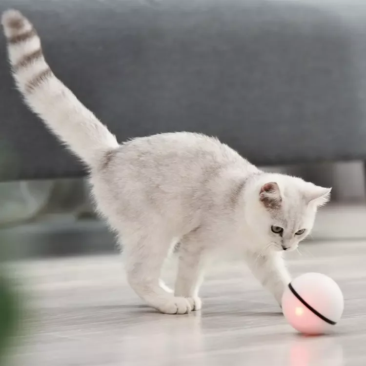 Dogness Multifunctional Battery Operated Pet Playing Toy Electric Cat Bird Voice Interaction Cat Interactive Teasing Ball