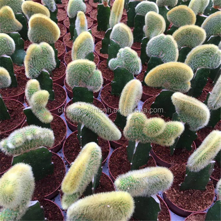 
Natural Plant Cactus 