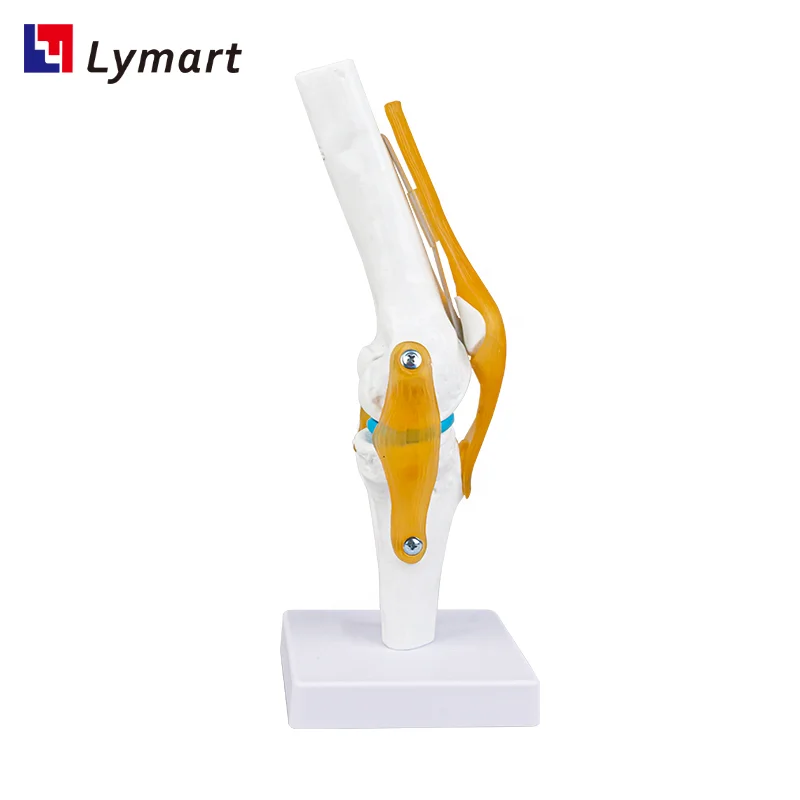 Plastic Artificial 3D Human Knee Joint Model for school