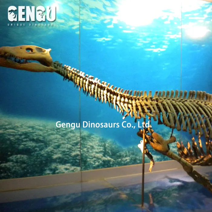 Plesiosaur Dinosaur Skeleton For Museum