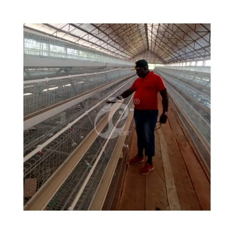 A Type Galvanized Wire Battery Cage For 10000 Capacity Layer Chicken Farm