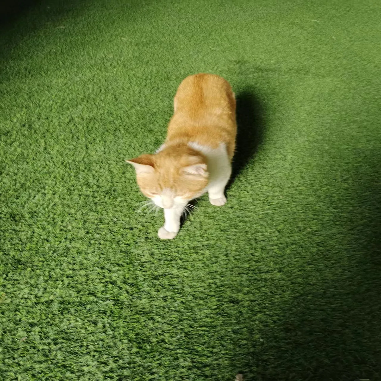 sdms low price Artificial Grass 20mm30mm for garden playground rooftop stage deck floor green wedding event landscapes carpet