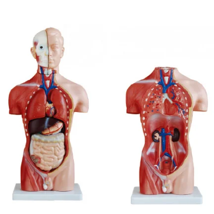 
42CM 13parts human torso anatomy model,Small size torso anatomy model 