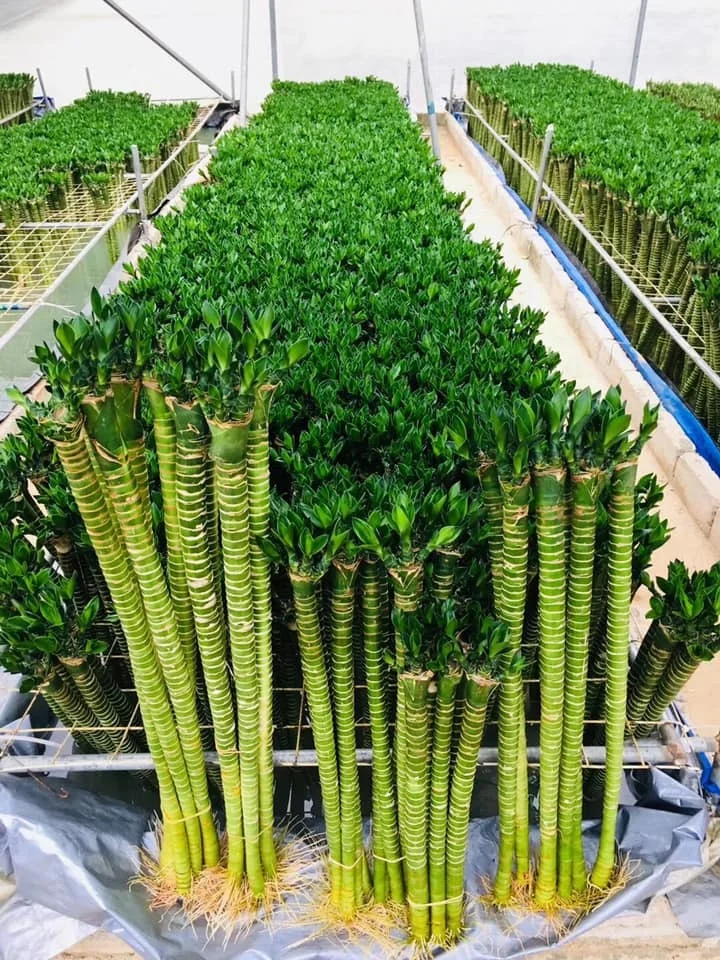 
multi lotus tiger indoor subtropics lucky bamboo 