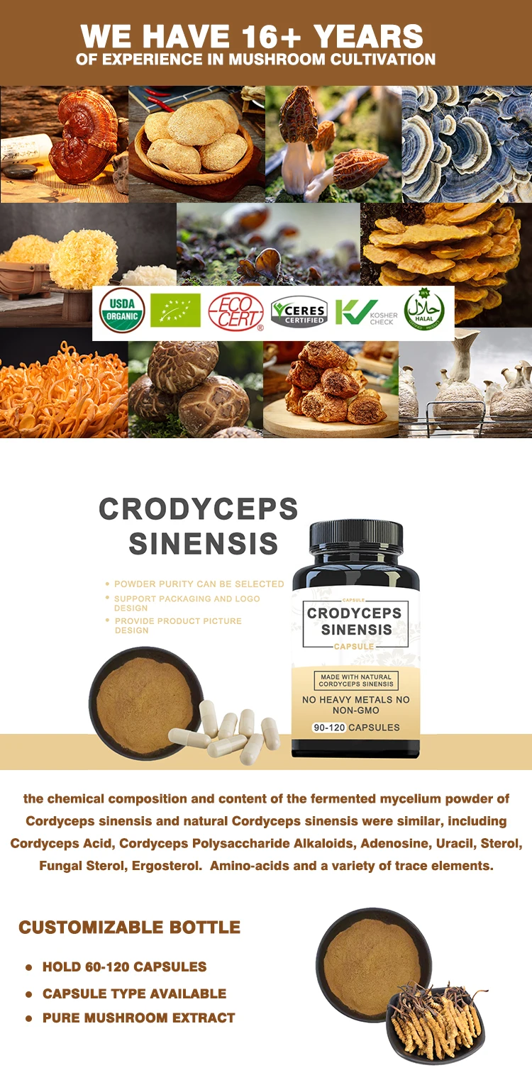 Organic 10:1 Mushroom Ground Powder Health Cordycepin 1% Cordyceps Sinensis Extract Cordyceps Militaris Powder 1 Kg