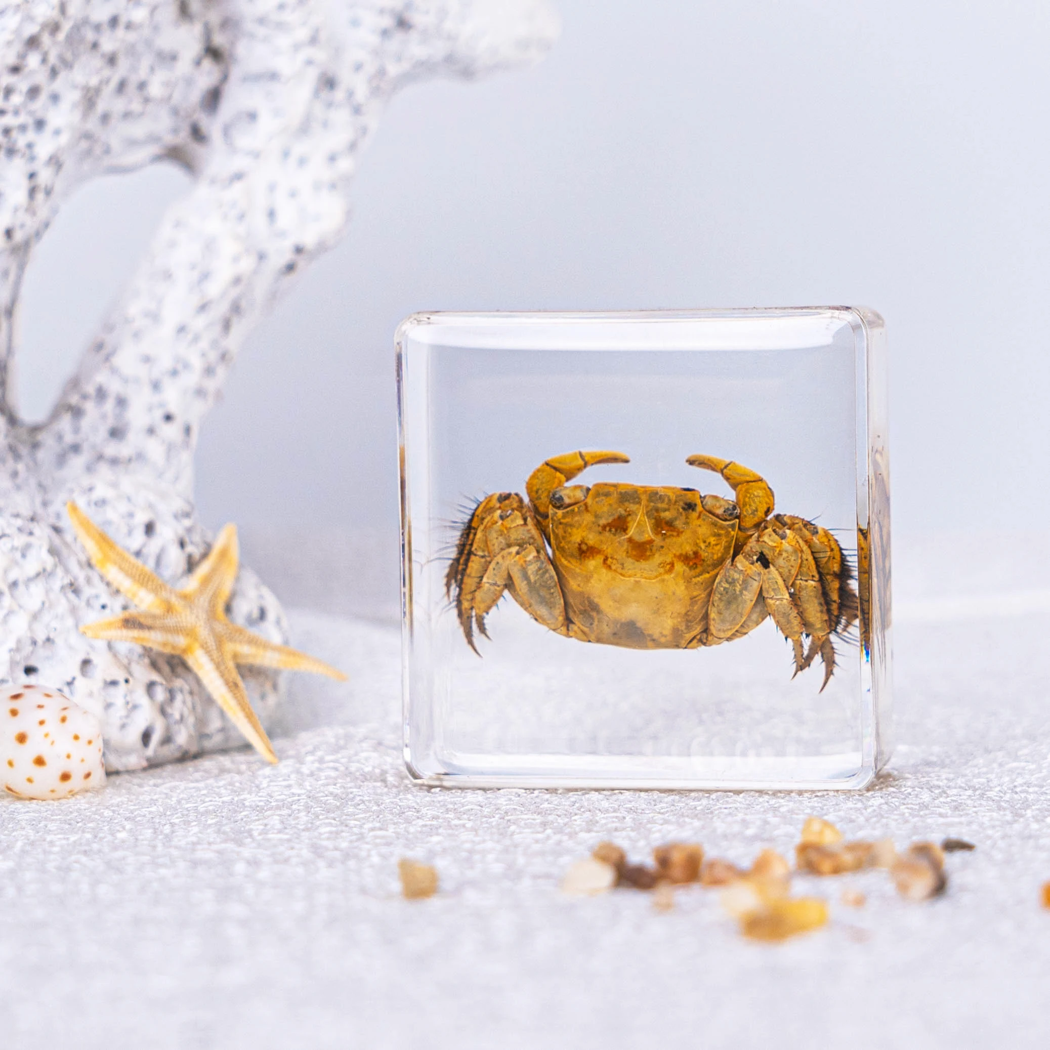Real Animal  Creative Oddities Curious Novelty Gift Starfish Crab Hermitcrab Resin Specimen for Festival or Promotion Gift