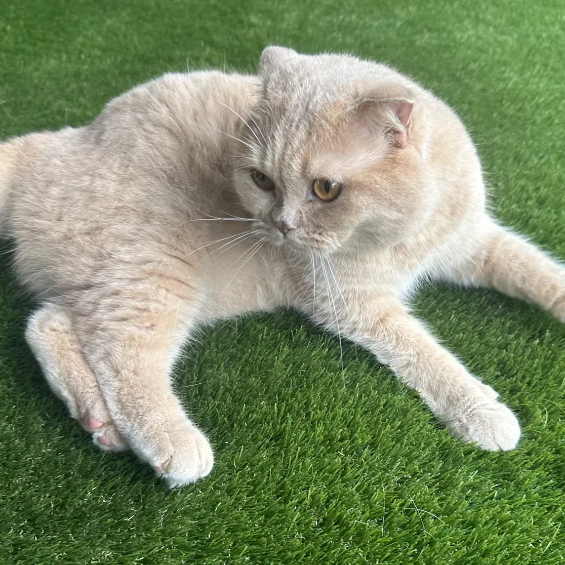 Decorations outdoor pet turf grass