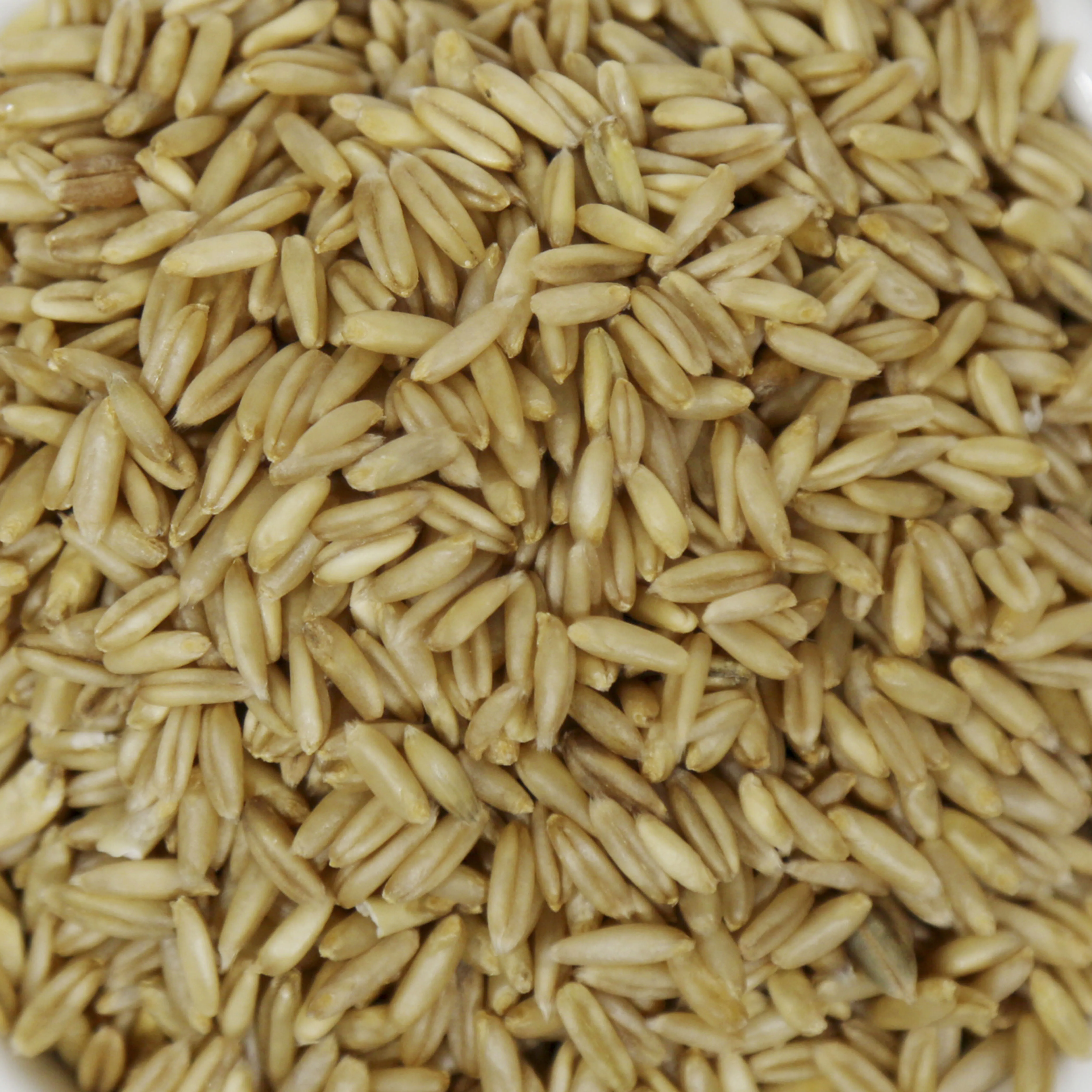 Organic Oat, Barley, Barley, Sorghum Suppliers,Grass grain Seeds, Juicing Sprouting cat grass