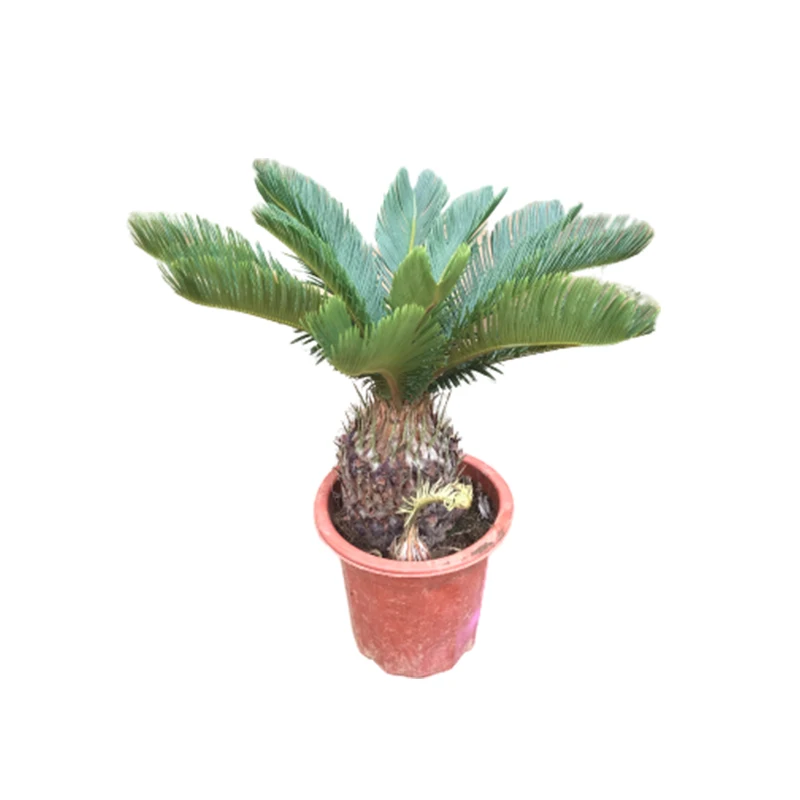 
Decoration Tree Cycad Plants Cycas Revoluta for Sale 