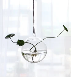 Free Shipping Metal Frame Air Plants Succulent Planters Large Terrarium Hanging Glass Vase