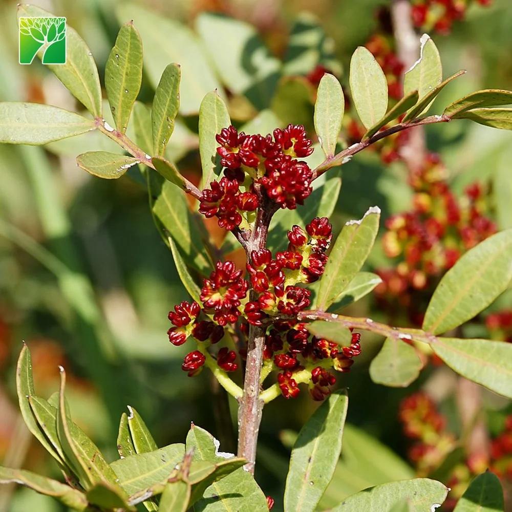 
Cheap wholesale pistacia vera fruit tree saplings pistachio tree plants seedlings from China 