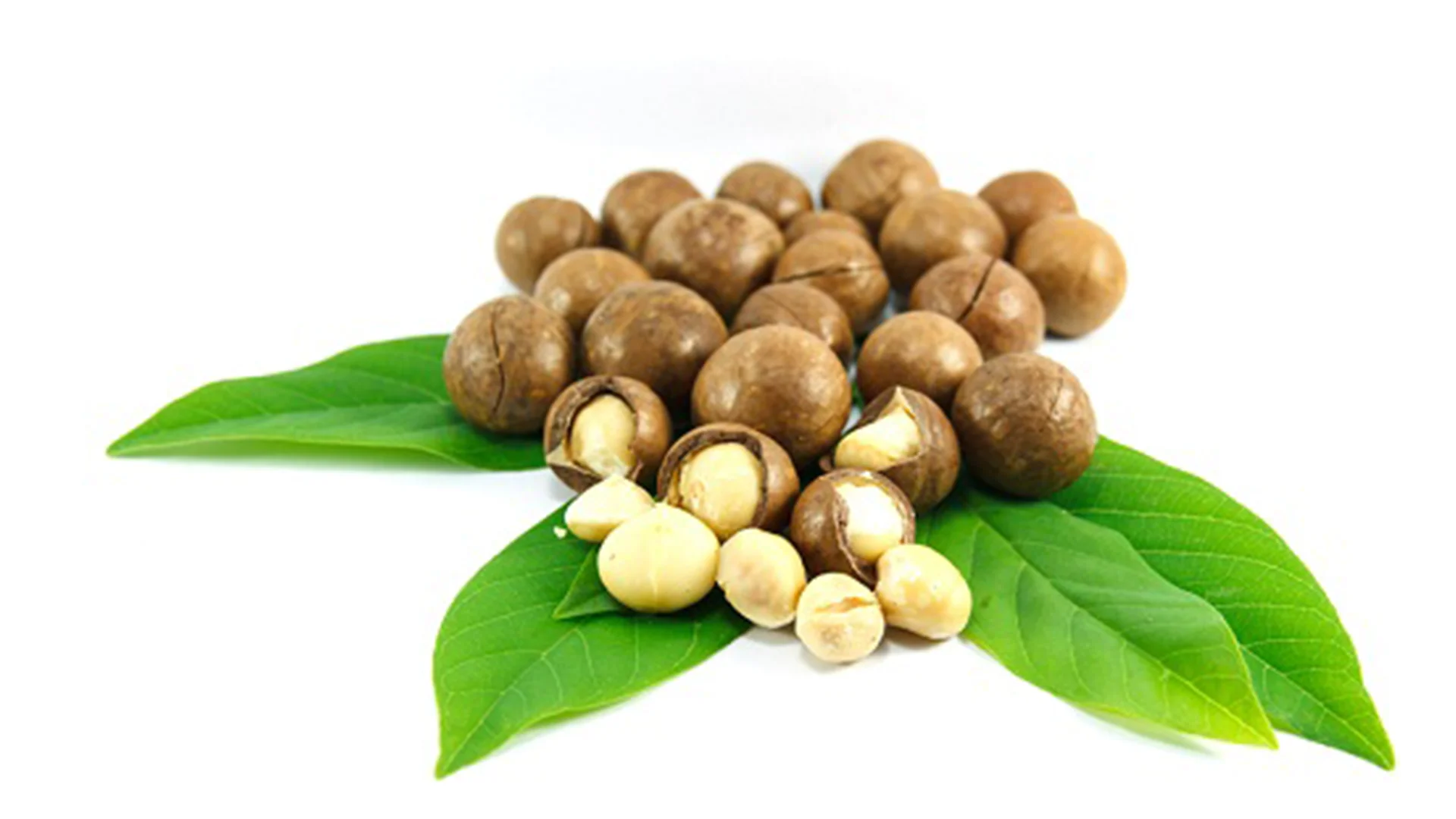 Delicious Roasted Macadamia Nuts In Vacuum Bags