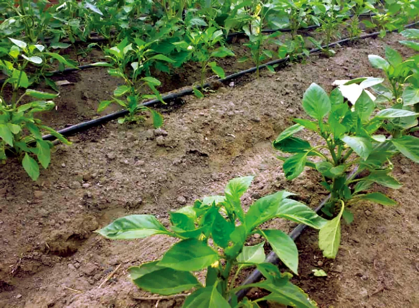 16mm Thickness 0.2mm 30cm Spacing Drip Tape Farm Irrigation System With Flat Emitter