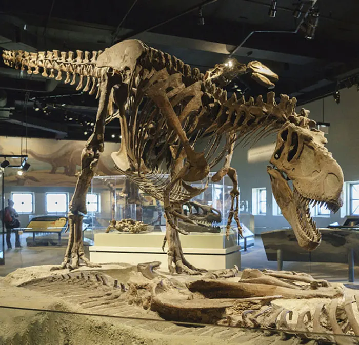 Professional Factory Customized Realistic Exhibition Dinosaur Skull Bone Fossil Dinosaur Skeletons