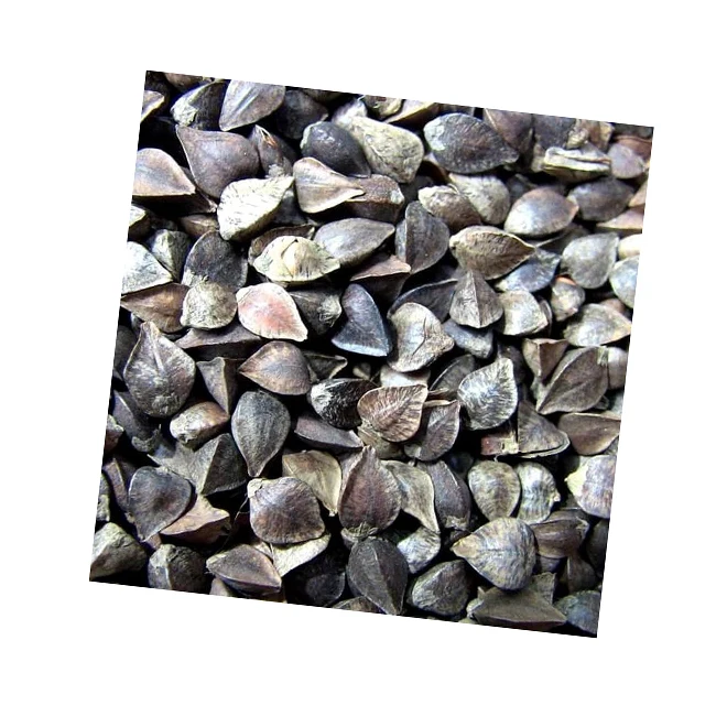 Украинское сырье, свежий, обычный, высококачественный органический скорлуп гречихи