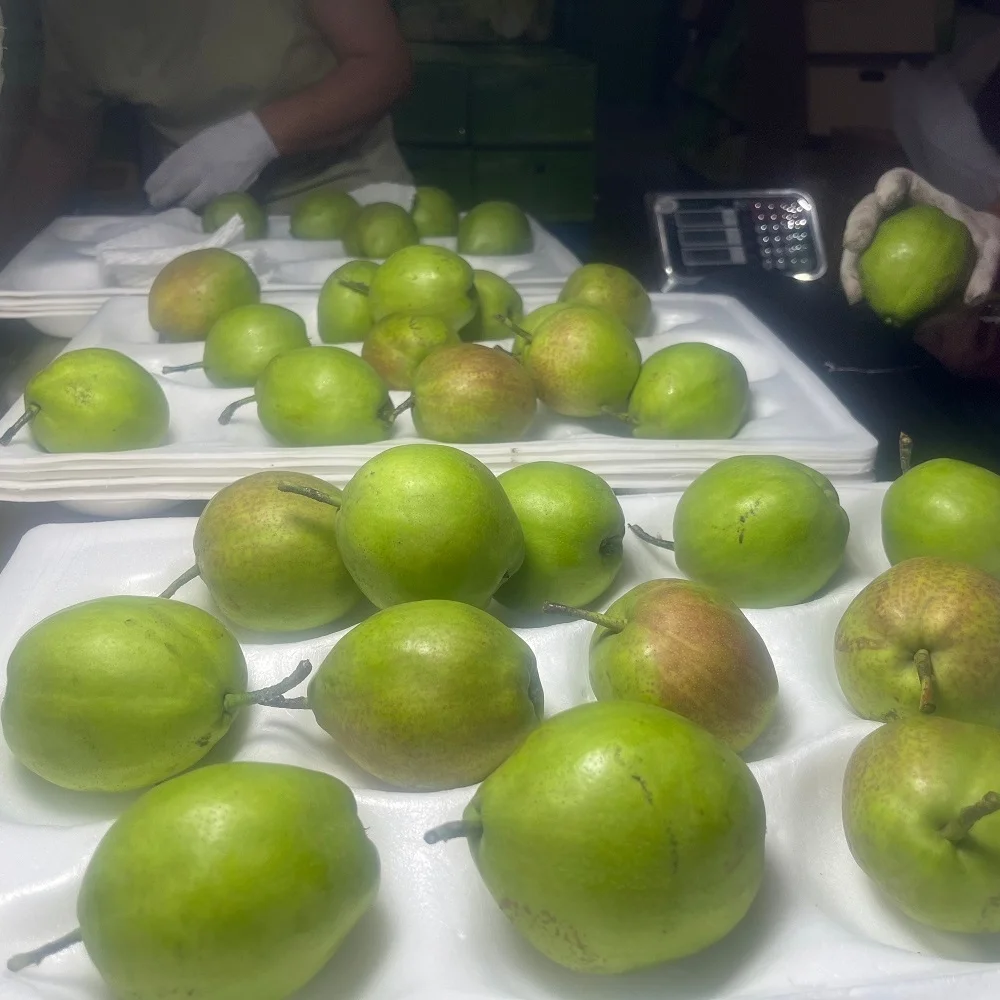 Fresh  Pear XINLI NO.7 for Export  Asia Pear for sale