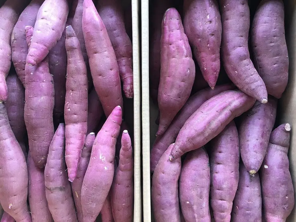 
Hot sale delicious low heat japan frozen fresh sweet potato for wholesale 