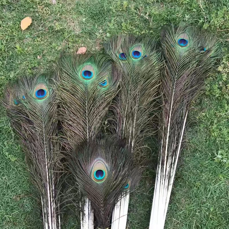 Supplier Wholesale Bulk  Peacock Feathers for Floral Arrangements Wedding Home Party Decoration