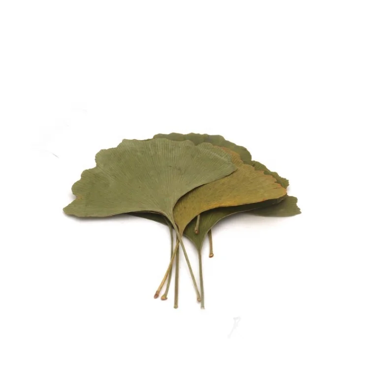 Real Dried Pressed Flower Ginkgo Leaf Natural Green