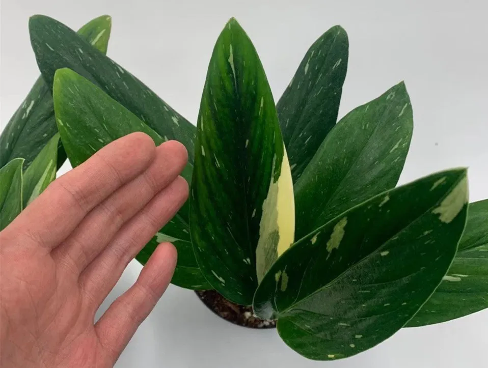  Оптовая продажа растение для гостиной Monstera