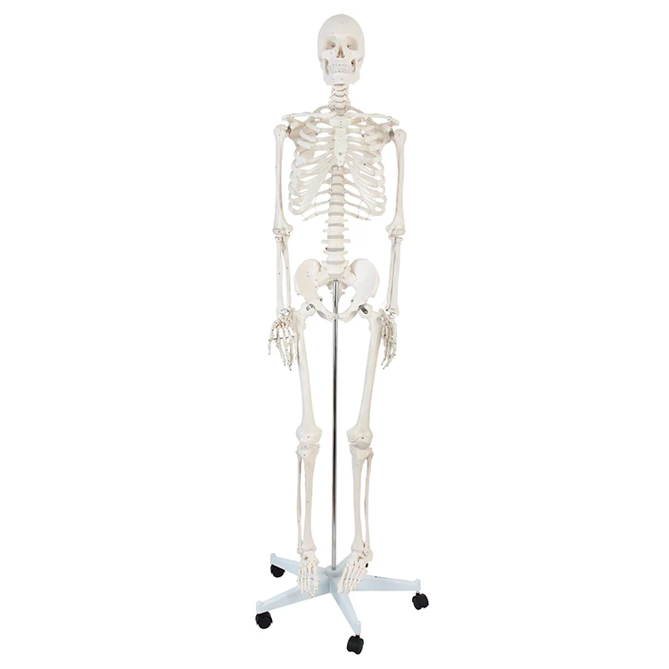 
170 cm teaching model medical skeleton model anatomical human anatomy of a human skeleton 