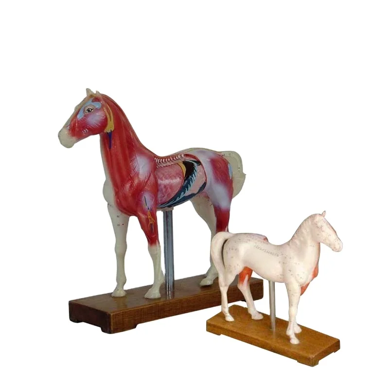 Усовершенствованная пластиковая медицинская акупунктурная модель для тела животных IN-502, акупунктурная модель для коровьего крупного рогатого скота