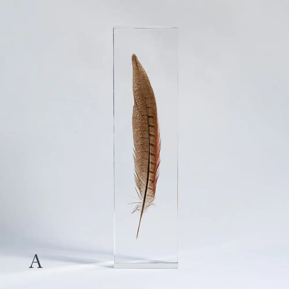 Acrylic Home Display Feather Embedded Specimens Crafts Block Lucite Pheasant Feather Specimen Paperweights