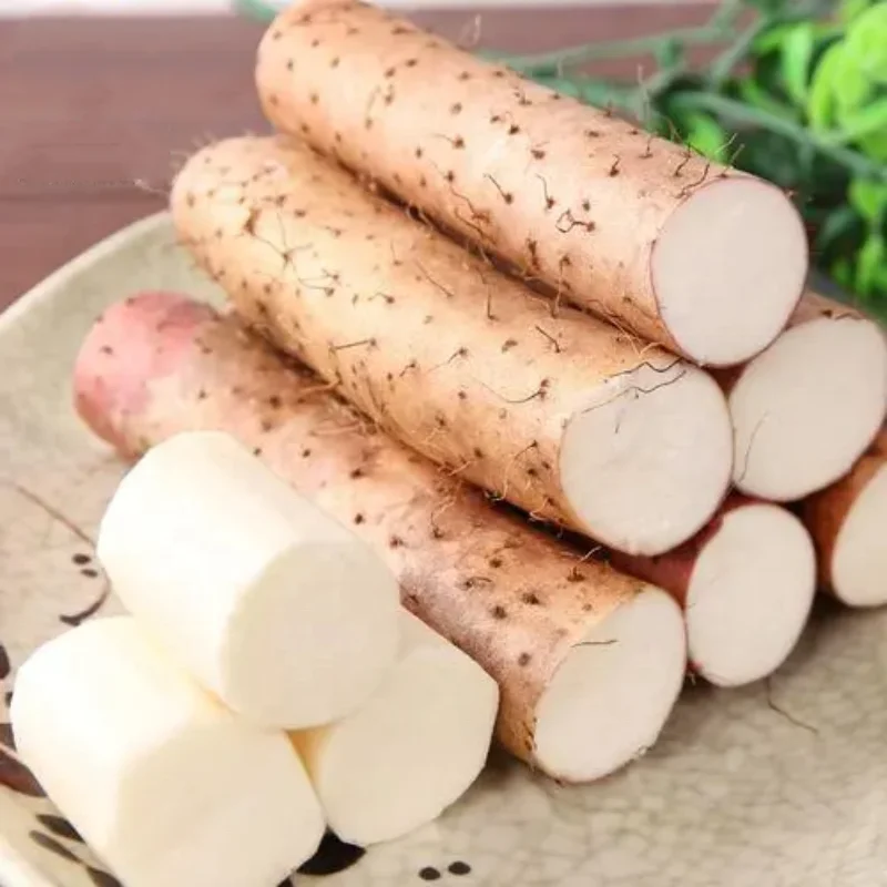 High Quality Fresh Chinese Yam for sales