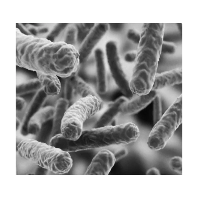 Высокое качество Lactobacillus Reuteri