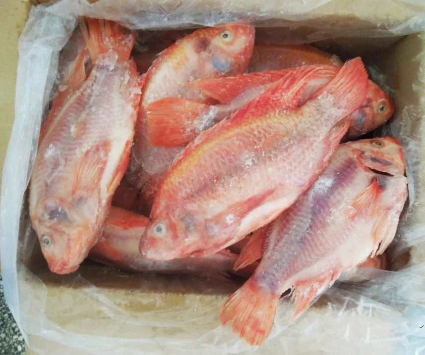 IQF Whole Red Tilapia 10kg Per Carton China Origin Frozen Fish IQF WGS Red Tilapia For Sale