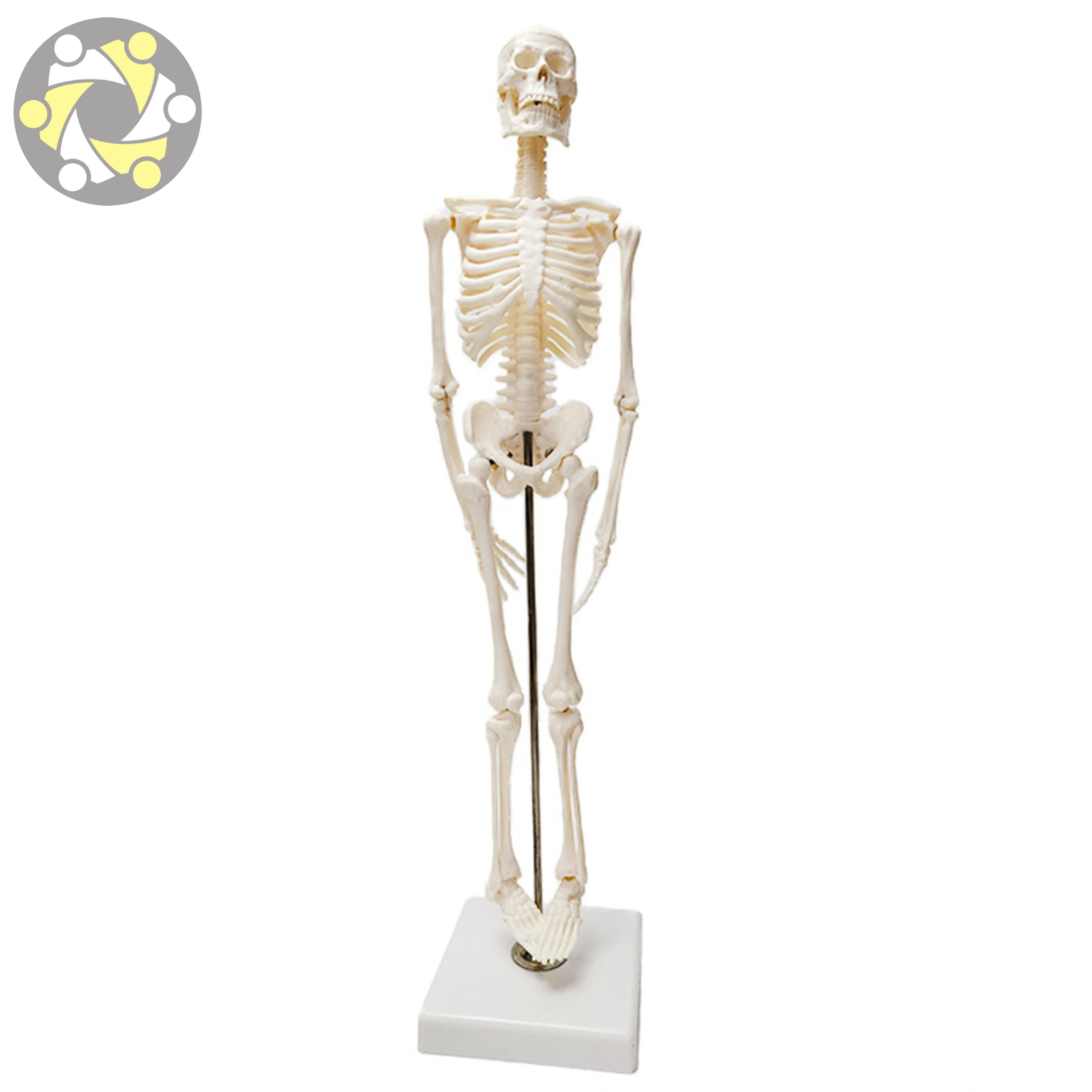 Medical Science Human PVC 45cm Skeleton Anatomical Models Teaching Resources