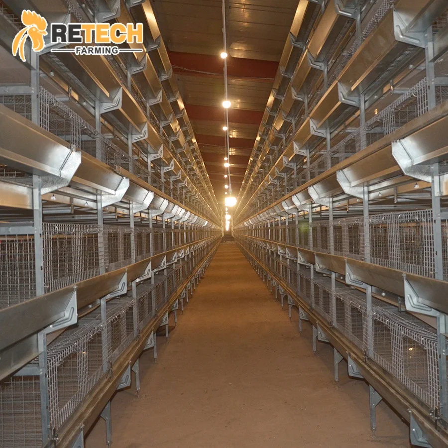 Modern Design Automatic Day Old Layer Chicks Cages System