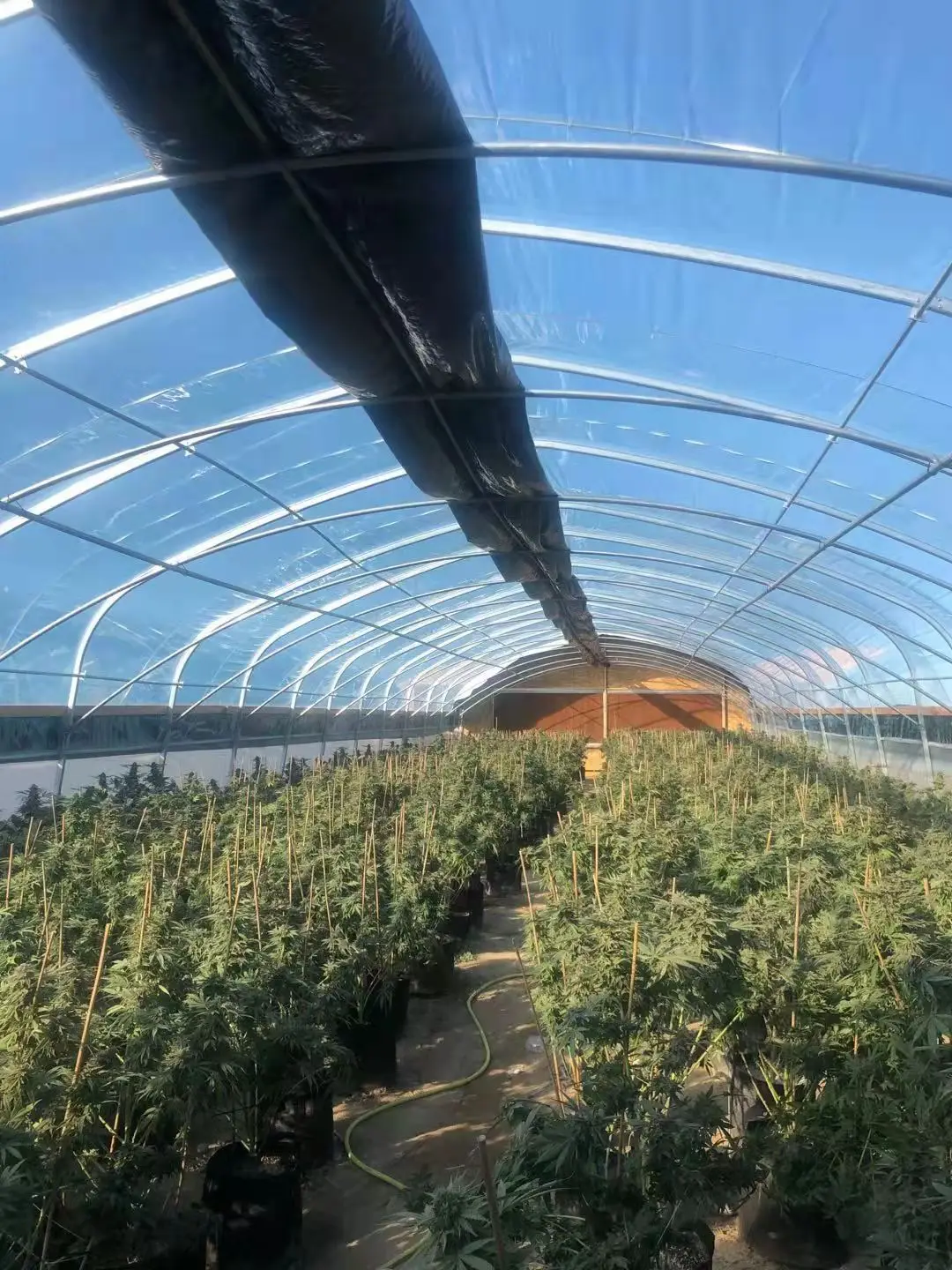 tunnel greenhouse