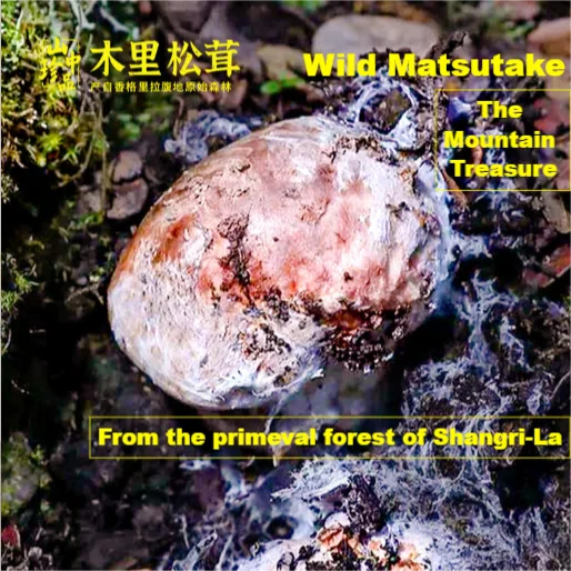Nature wild Tricholoma matsutake white pine mushroom mushrooms for cooking SongRong for wholesale