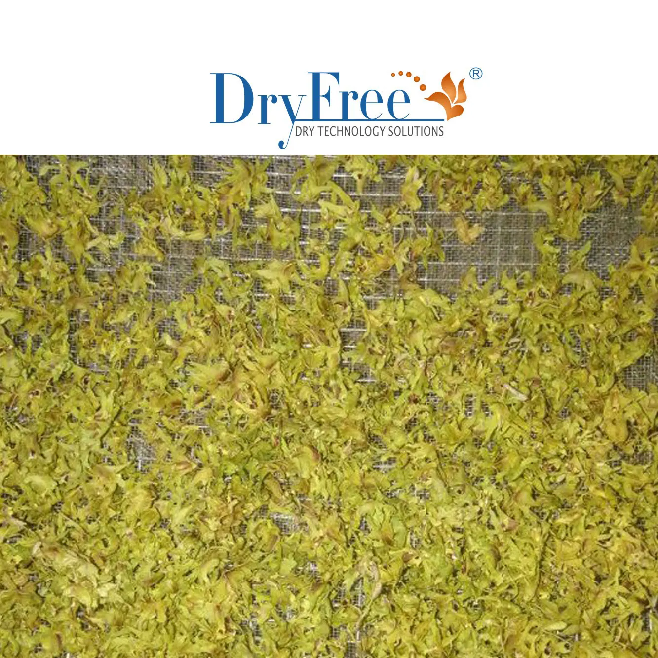 DR-6P(S) hot air dryer industrial food dehydrator for herbs drying machine or moringa leaves dryer food drying machine