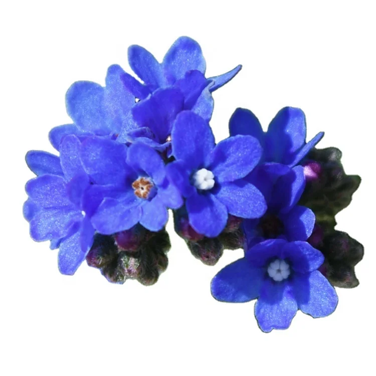 2021 Bulk Flower Seed Bugloss Seed