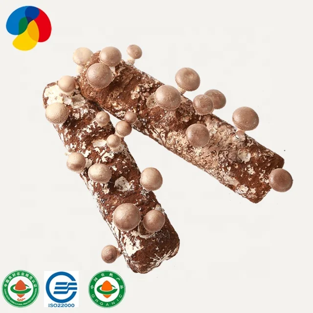 Свежие грибы shiitake, наборы для выращивания, цена, волшебные семена для выращивания грибов