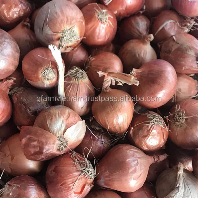 
Fresh red-white onion for sale from Vietnam 