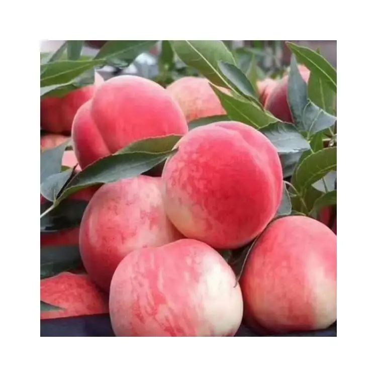 Прямая продажа от производителя персики фруктовый мед Пекин № 7 сладкие свежие персики дыхание