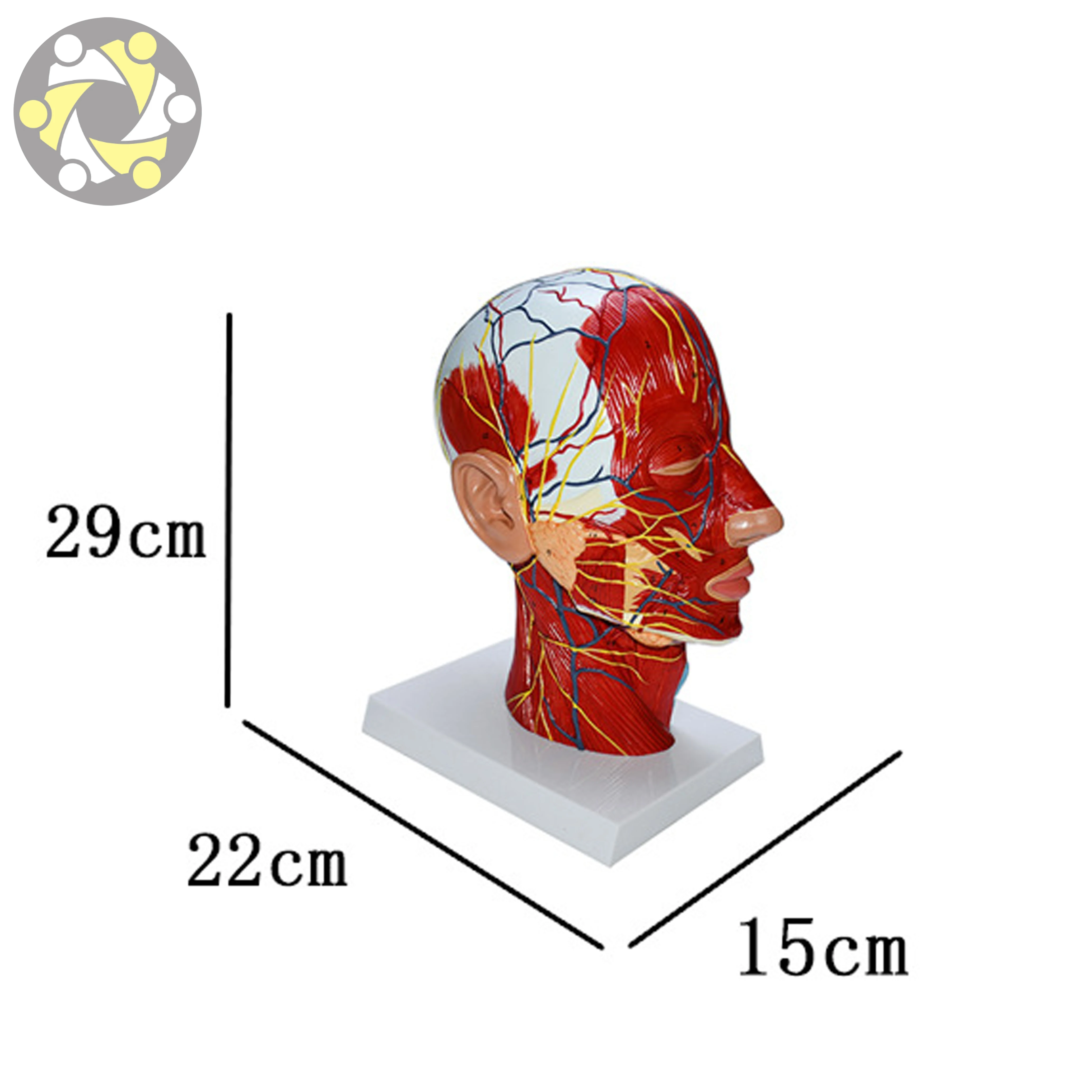 Educational Lab Medical Science Teaching  Anatomical Model Of Head And Face With Blood Vessels